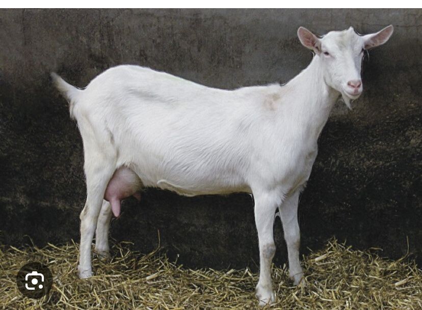 Молочная коза