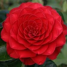 Чудесное творение 💕💕💕