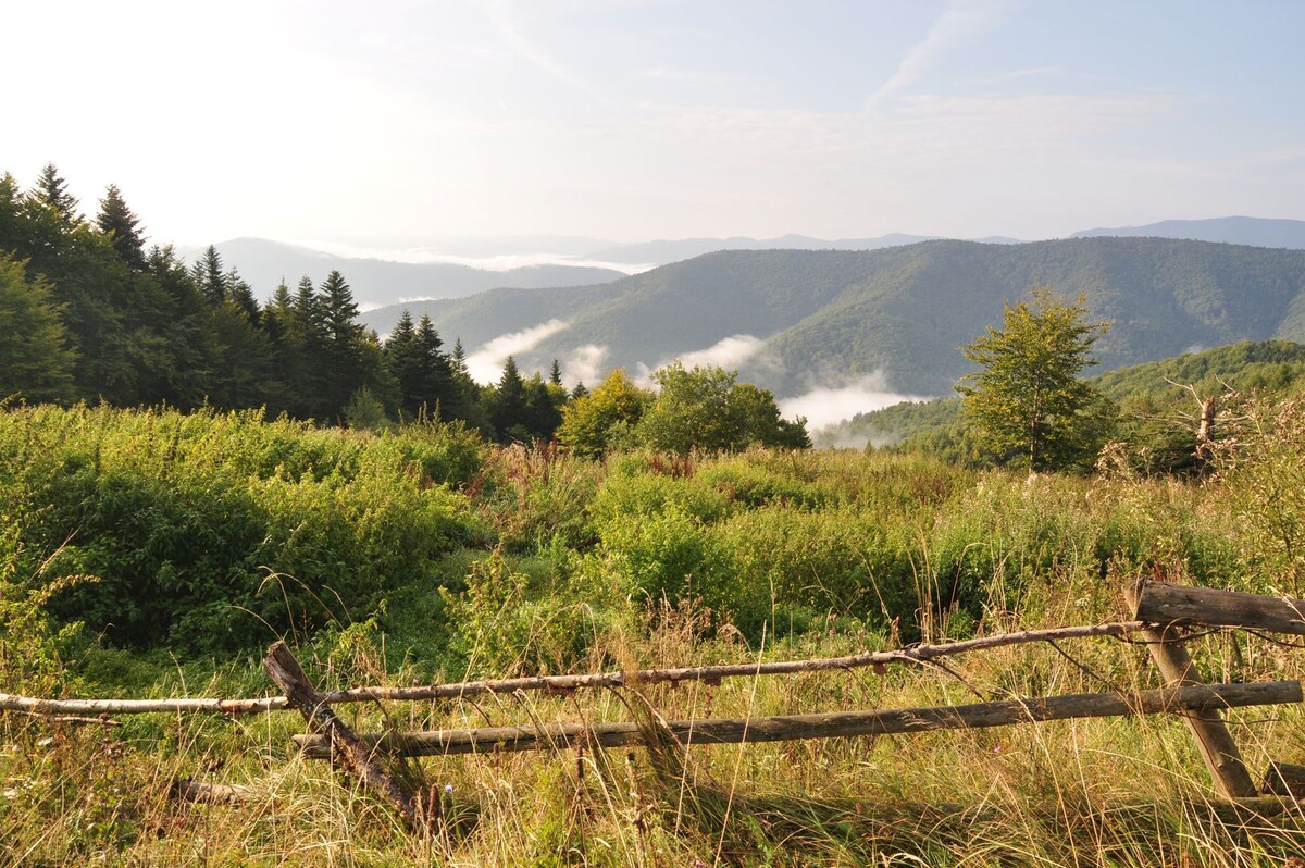    Уникальный лес и разнообразие фауны Карпат всегда привлекали туристов / Источник: © ИА Регнум