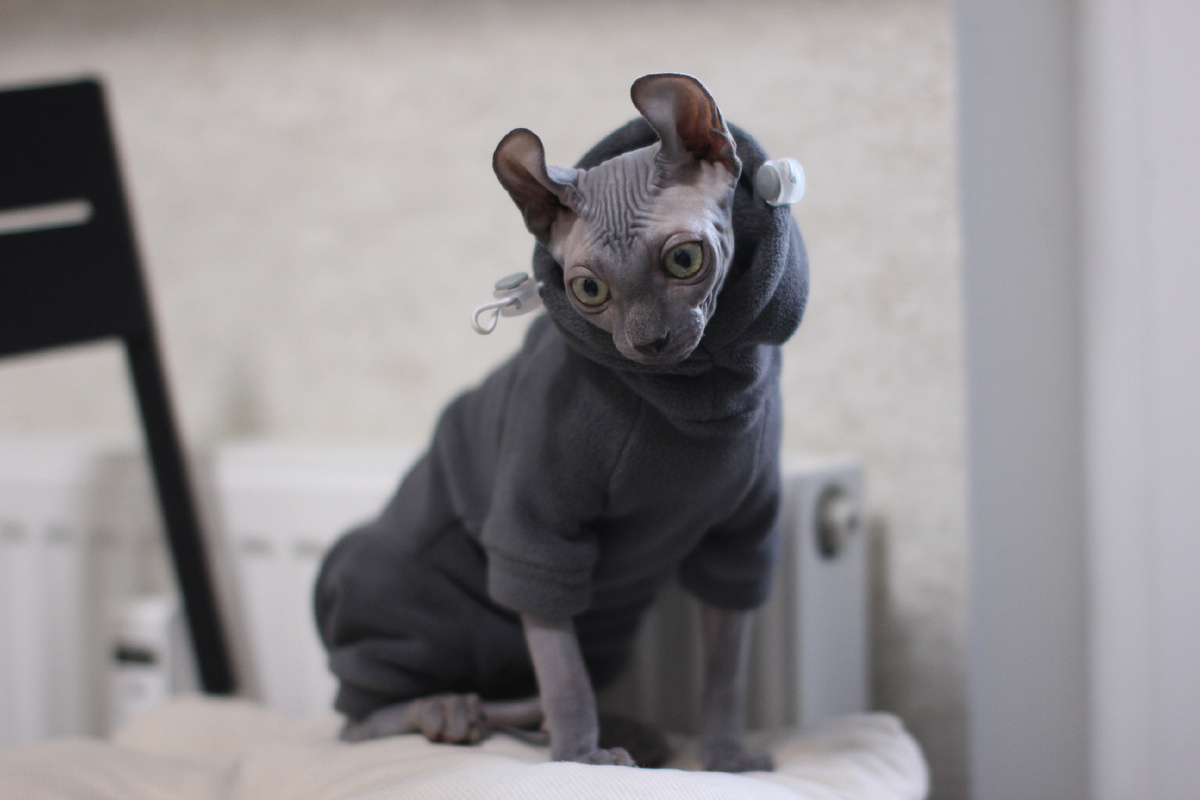 Элизабет - словно тепличное растение, но гены берут свое: она тоже пугается резкого, громкого, нового