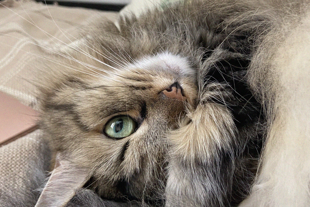 Обычные кошки (как наш Мохнатый) имеют буфер в виде шерсти, что делает их реакцию на неожиданное и пугающее более сглаженной. Сфинксы же лишены этой "прослойки"