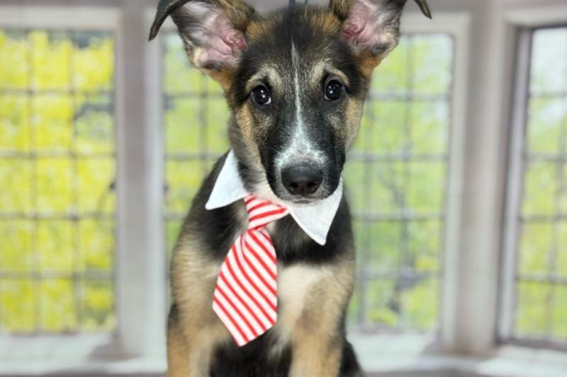    Вирджиния Woof l Гав-блог / «ВКонтакте». Спасенный пес Космо