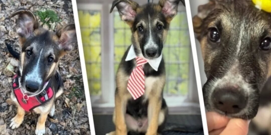 В Челябинске ищут дом спасённому в лесу щенку Космо