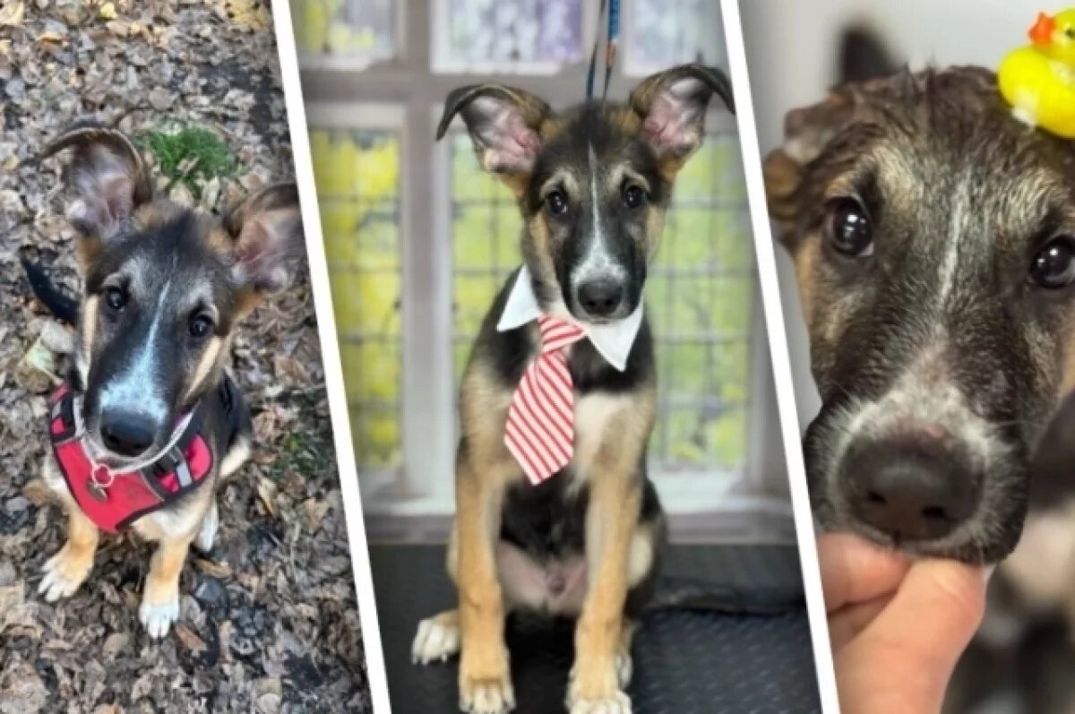    В Челябинске ищут дом спасённому в лесу щенку Космо