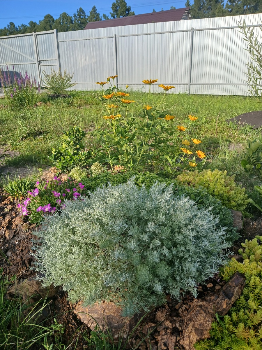 лохматик до стрижки