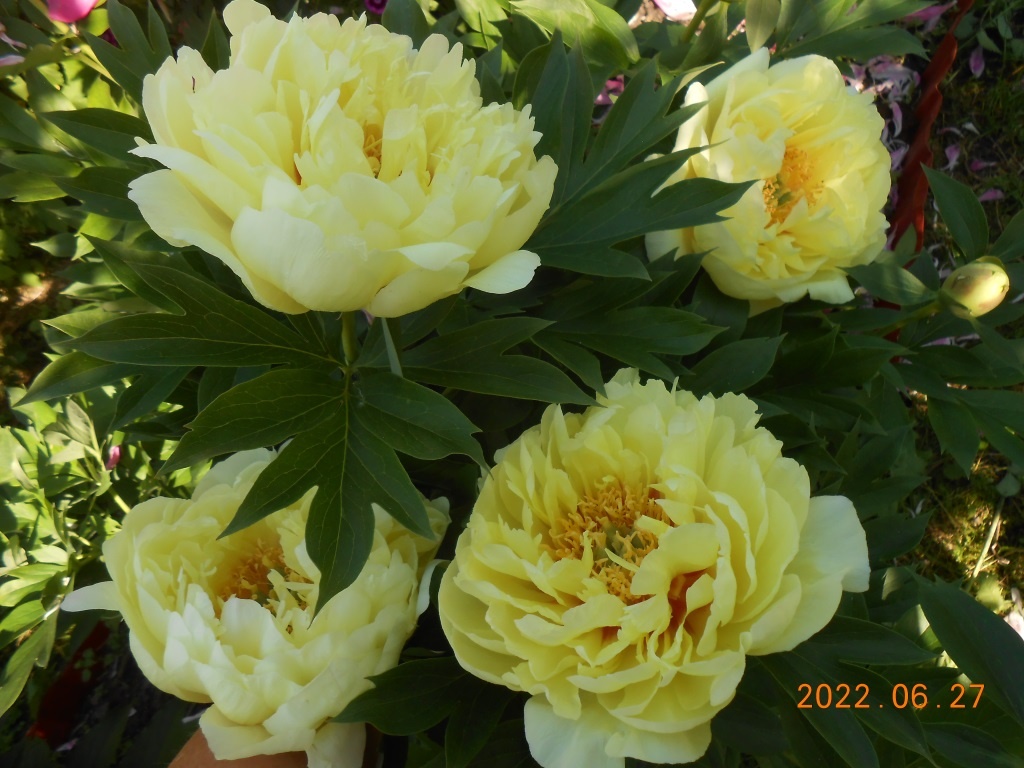 Все фото моих растений.