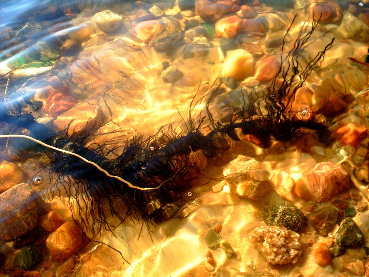 Лохматый червячок в прибрежных водах.