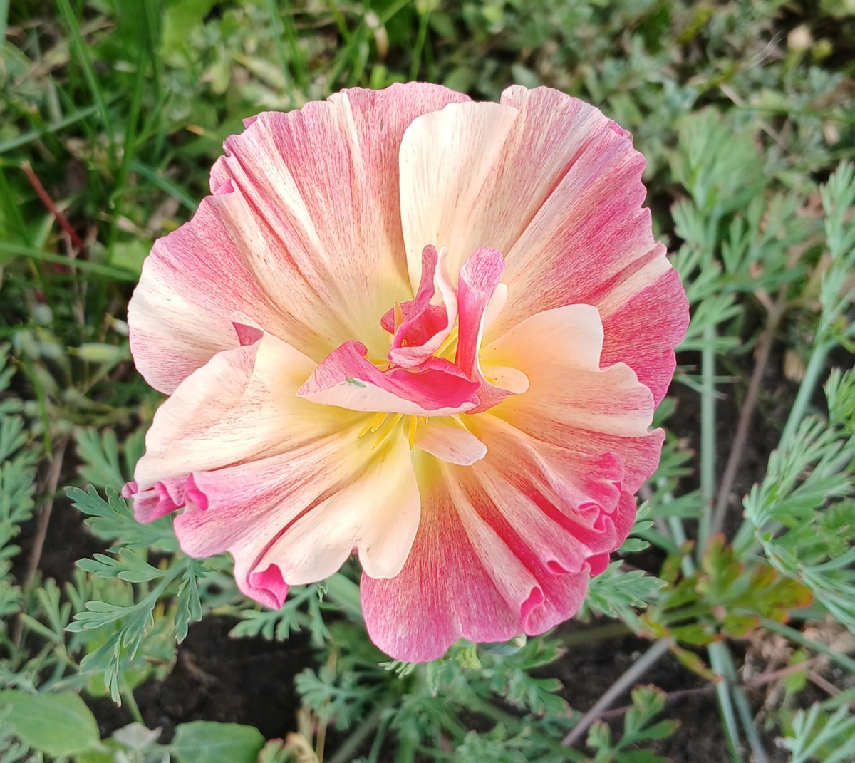 одна из немногих махровых