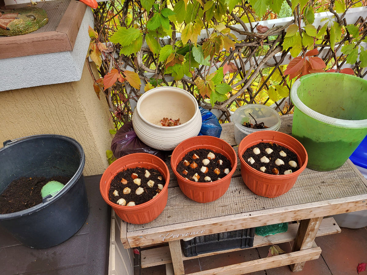 Крупных луковиц хватило всего на 3 горшка. Фото автора - Ольги Суховой.