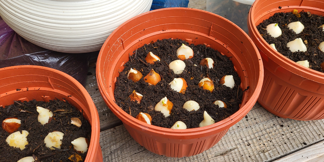 ОСЕНЬ - Я снова сажаю ТЮЛЬПАНЫ в горшках - ОПЫТ уже есть!