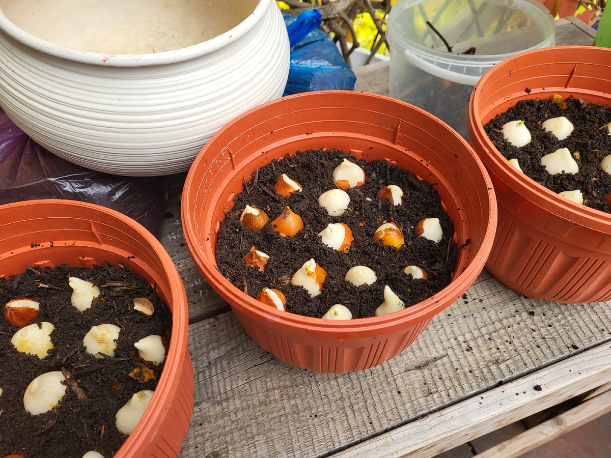 Высаживаю луковицы тюльпанов в горшки, в хорошую почву. Фото автора - Ольги Суховой.