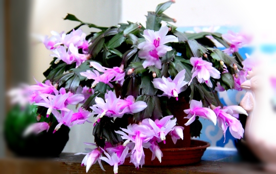 Источник фото: Pinterest