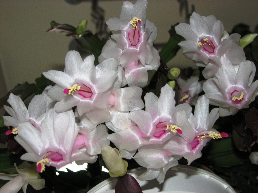 Источник фото: botanichka.ru