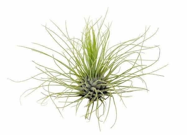 Тилландсия Argentea