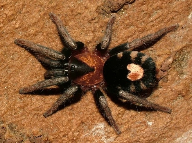 Фото из интернета 