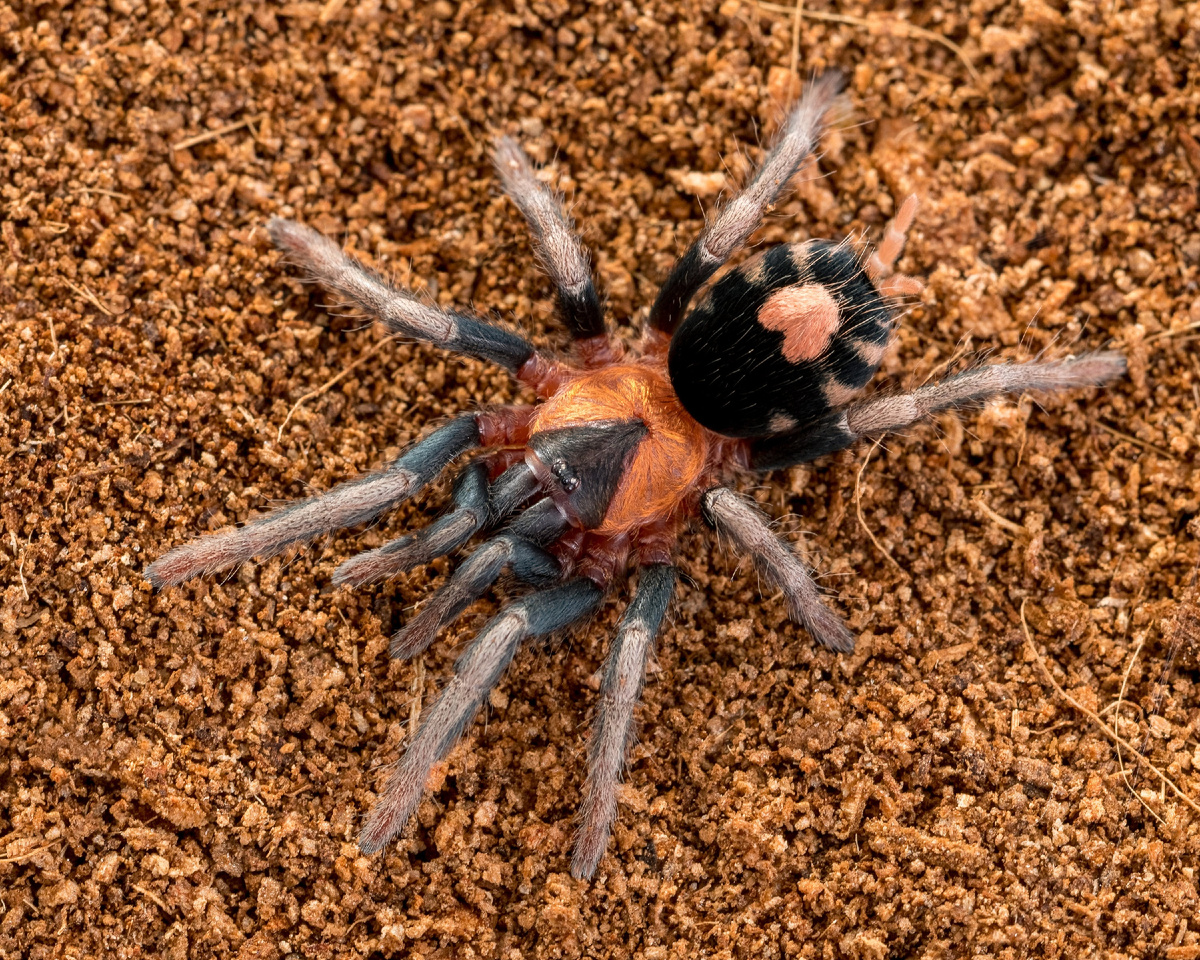 Фото из интернета 