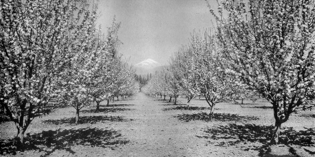 Зачем Сталин посадил 20 миллионов яблонь вместо тополей в Магнитогорске