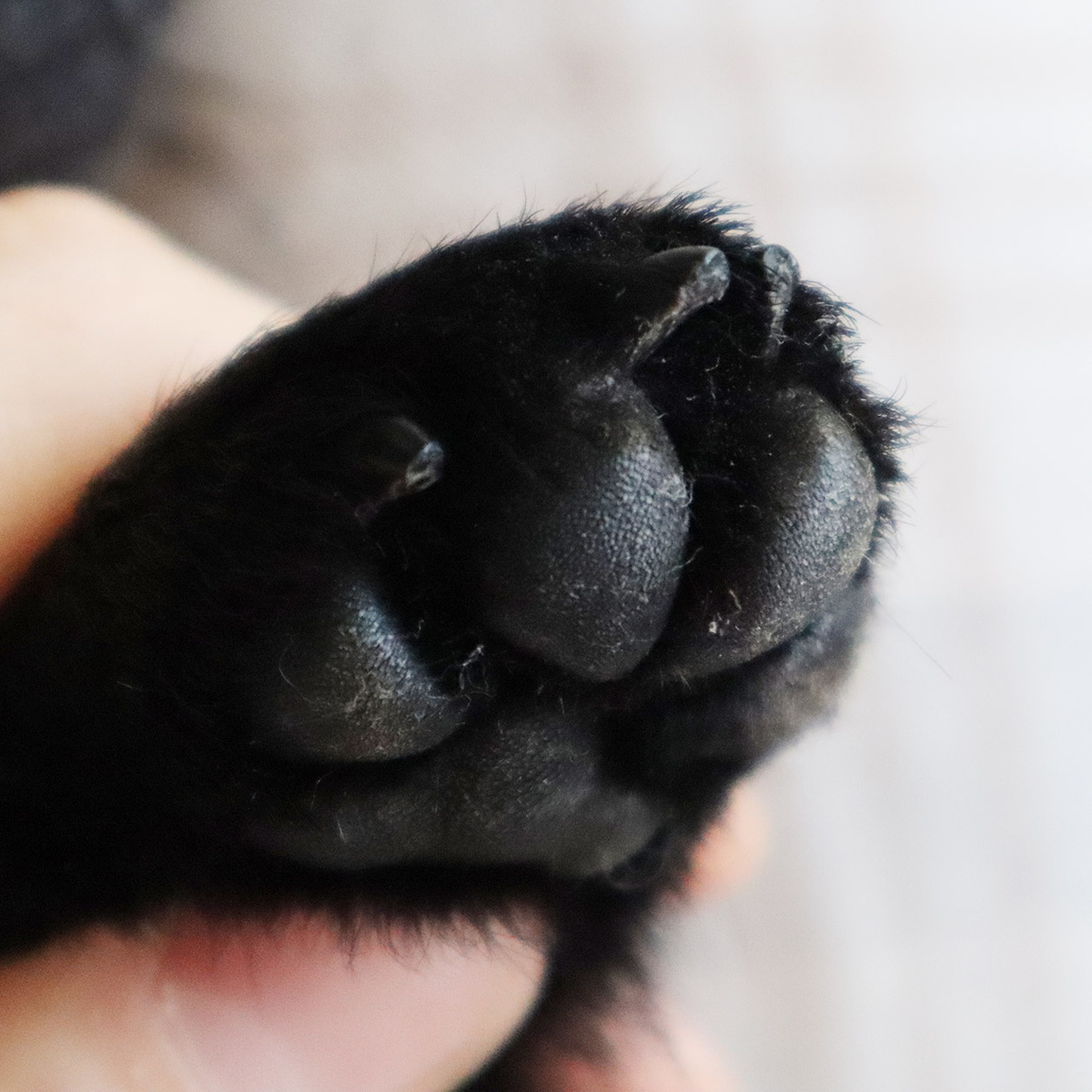 источник фото: https://opis-cdn.tinkoffjournal.ru/mercury/1-dog-nails.b7dz9zxwtjgx..jpg