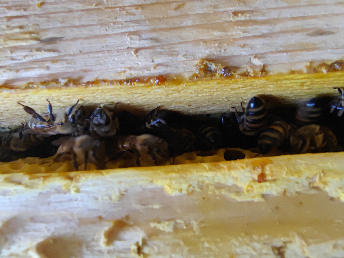 Пчелиные улочки в 2025 году.