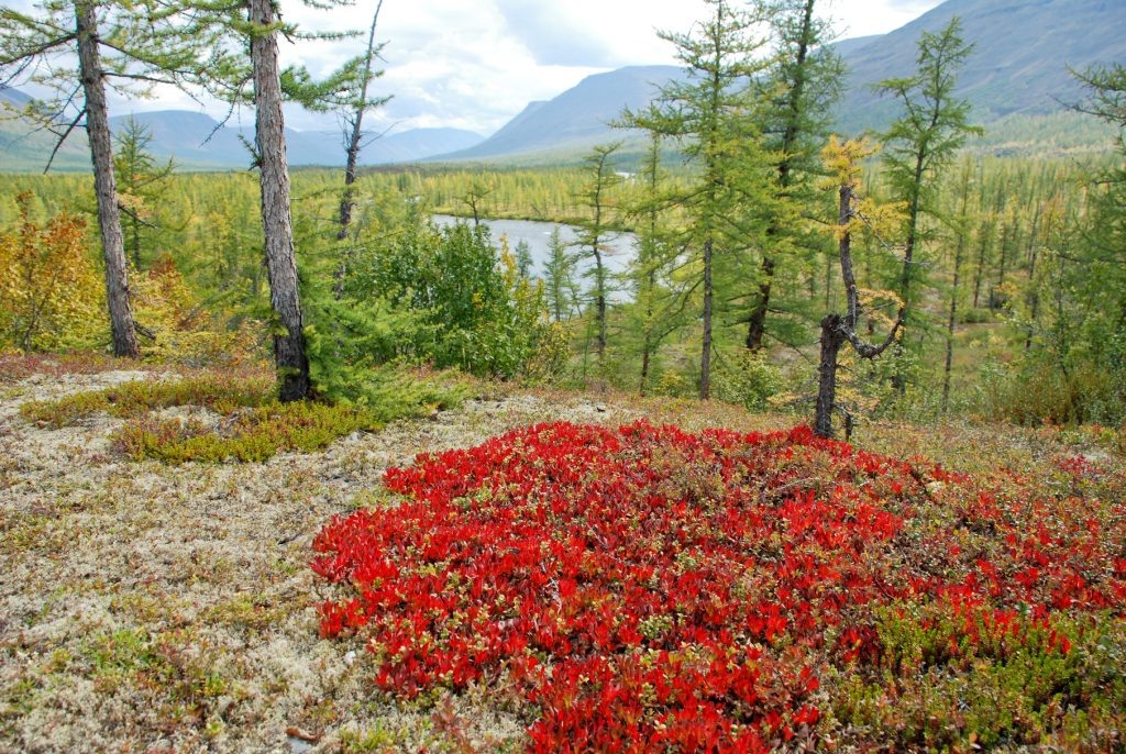  © Сергей Дрозд / Фотобанк Лори. Конец лета на плато Путорана, яркое пятно арктоуса на берегу Микчангды