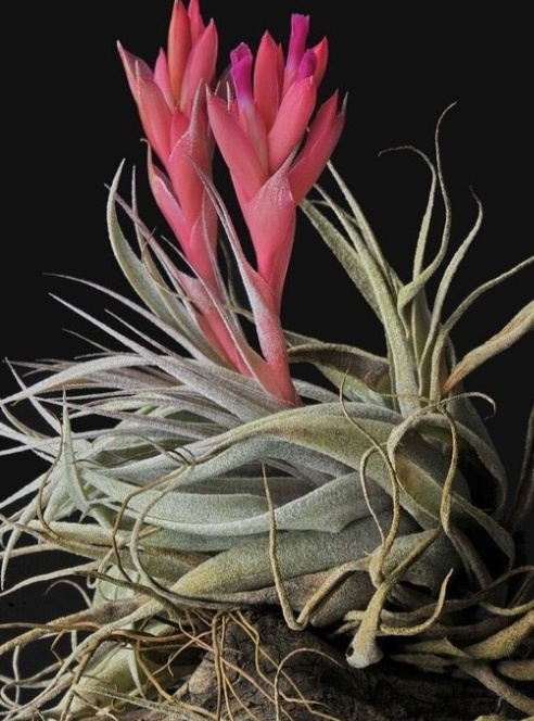 Тилландсия Argentina