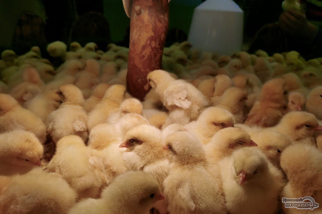    Фото: Ксения Жигалова © ИА «Уральский меридиан»