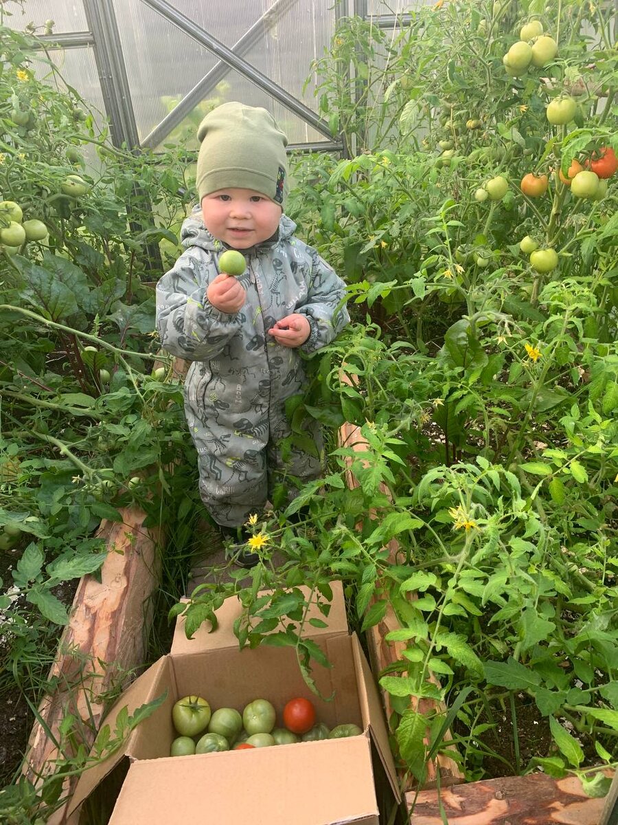 Помидоры в Бабушкиной теплице