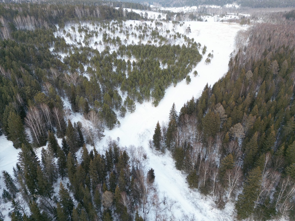 Лес за речушкой 