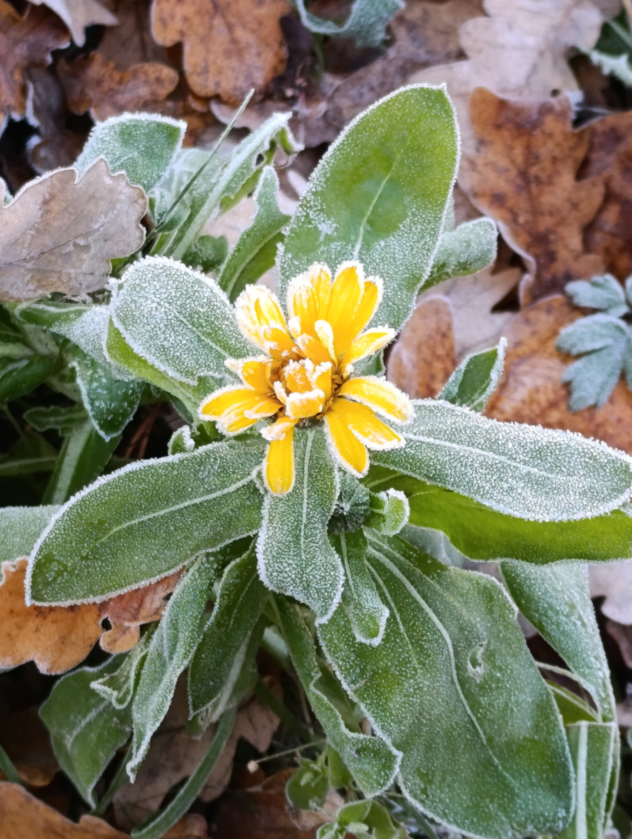 Календула. Напомнило вышивку)