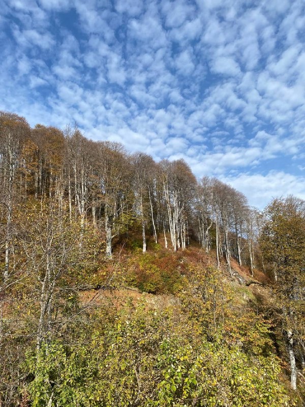 Тут еще осень.