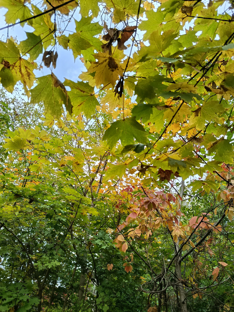 Октябрьская яркая листва.