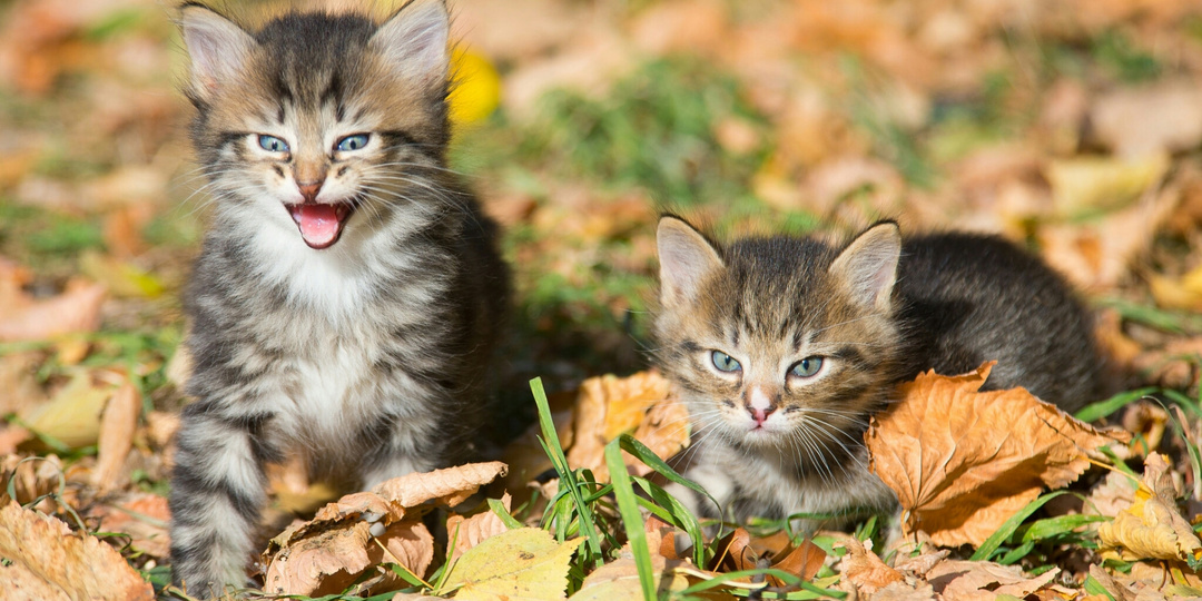 Шелест опавшей листвы