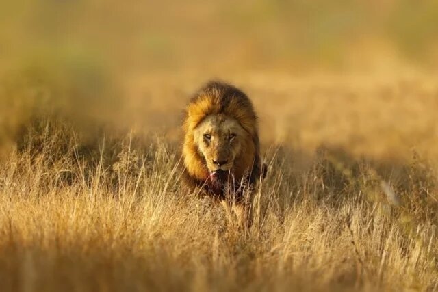    К чему снится хищник?