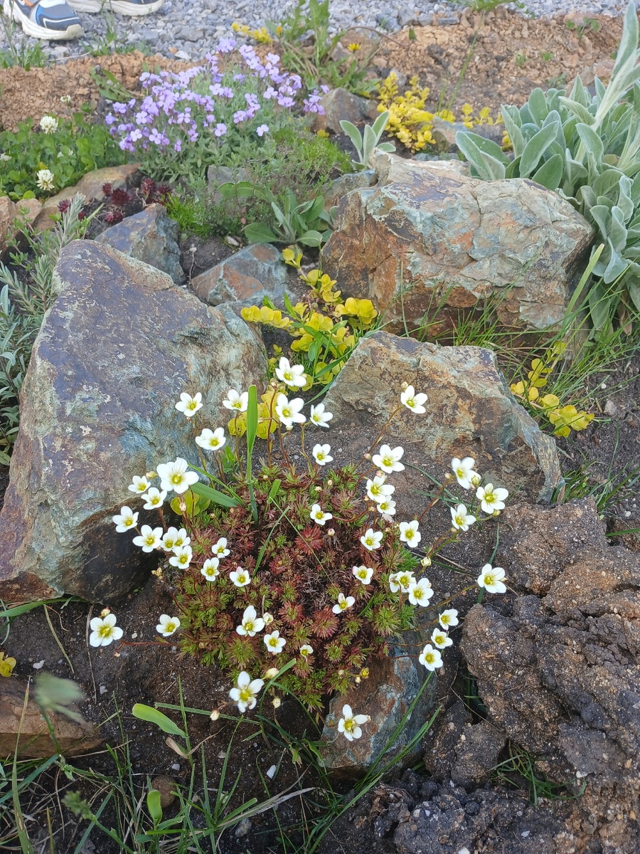 цветущие камнеломка и обриета