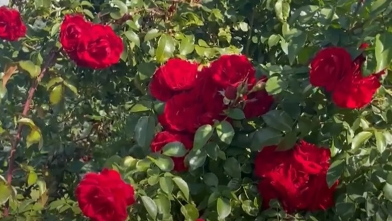 Готовлю плетистые розы к зимовке особым методом — побеги гнутся легко