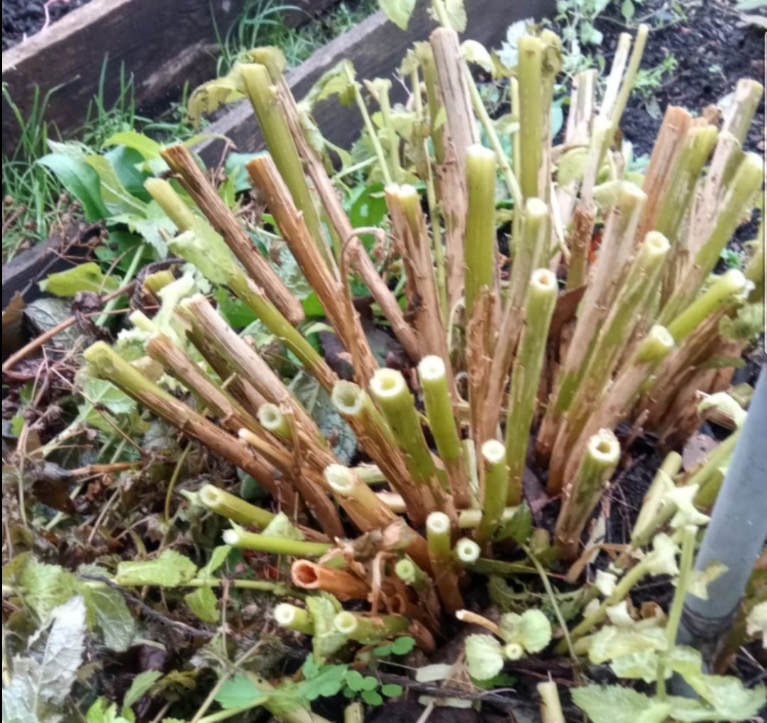 Оставляю стебли 10-15 сантиметров