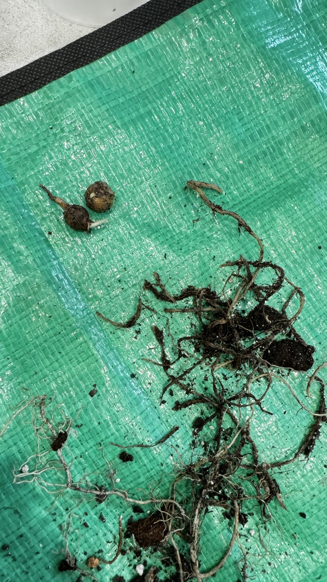 Нашла и гнилые корни и 2 клубенька