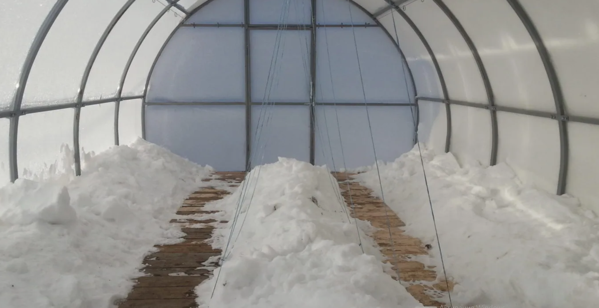 Снег — естественный теплоизолятор, защищает корни сидератов и почвенную микрофлору от глубокого промерзания.