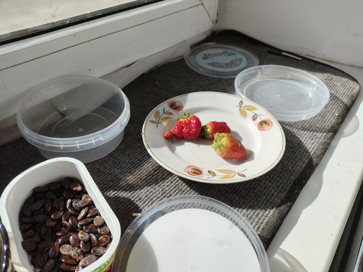 Тут же сохнут баночки для разных семян. И арбузные семечки тоже.