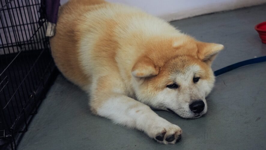    Фото: KazanFirst