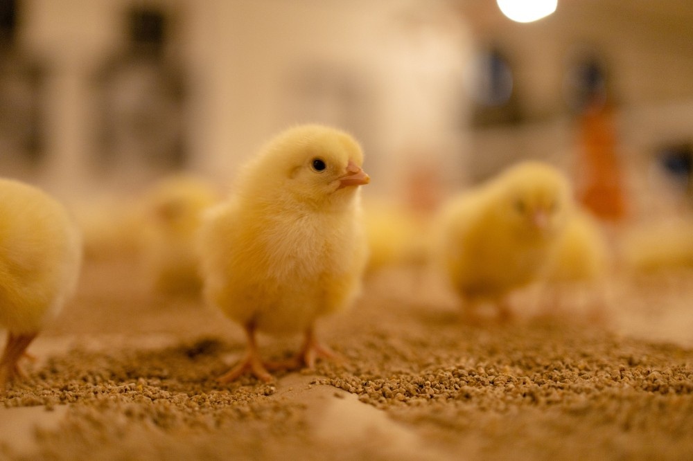    Восемь птичников в Павловском округе обновили при господдержке