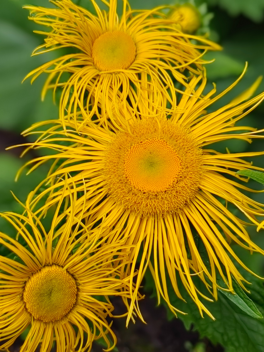 Летнее фото автора