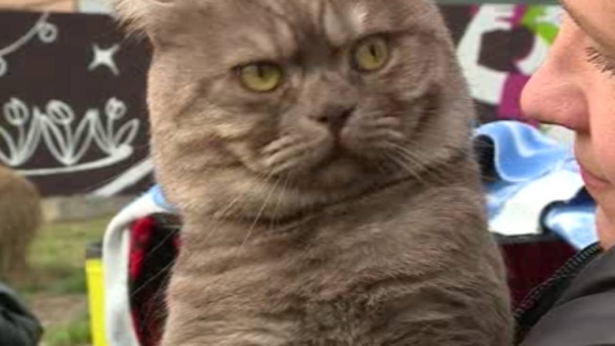    В Курске прошла выставка кошек из приграничья