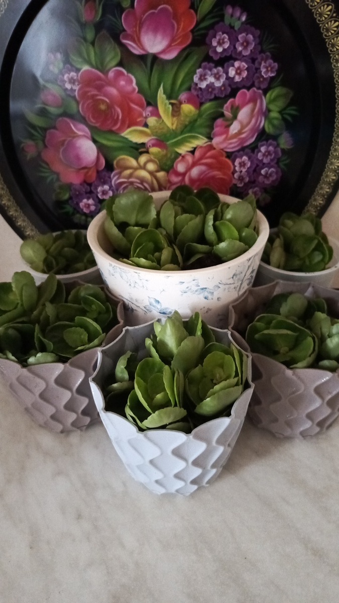 Пересадить и рассадить каланхоэ - это несложно. Фото автора.