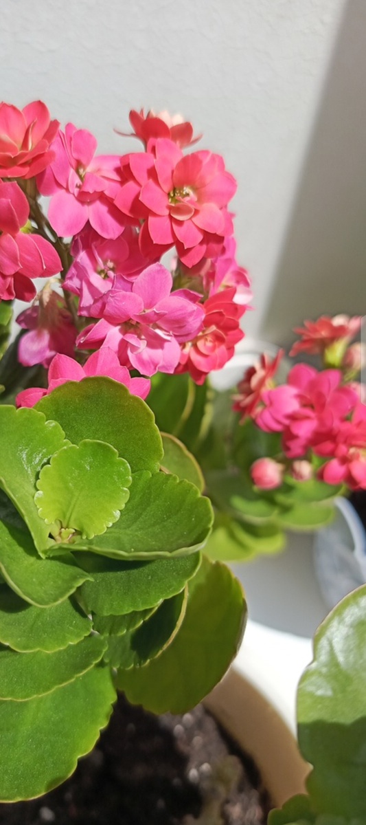 Цветущий каланхоэ. Какая красота! Фото автора. 