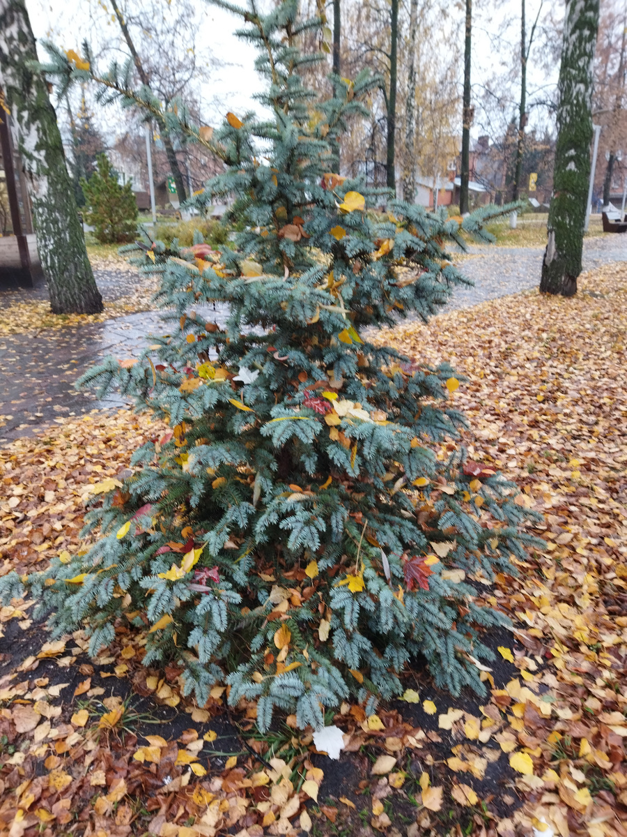 Голубая ёлочка 