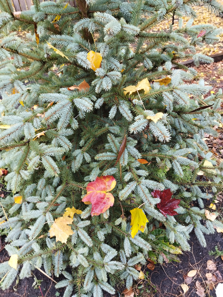 Звёздочки, фонарики....