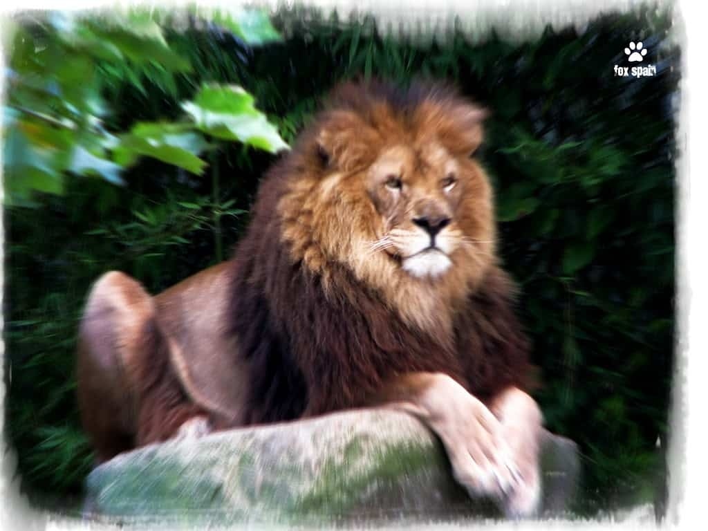 Король лев.