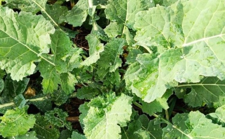    Фото: Филиал Россельхозцентра по Калининградской области