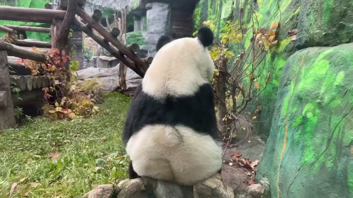    Фото: скриншот / «Светлана Акулова» / Telegram